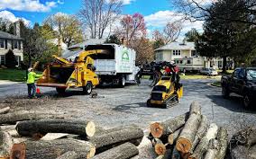 Why Choose Our Tree Removal Services in Minden, NV?