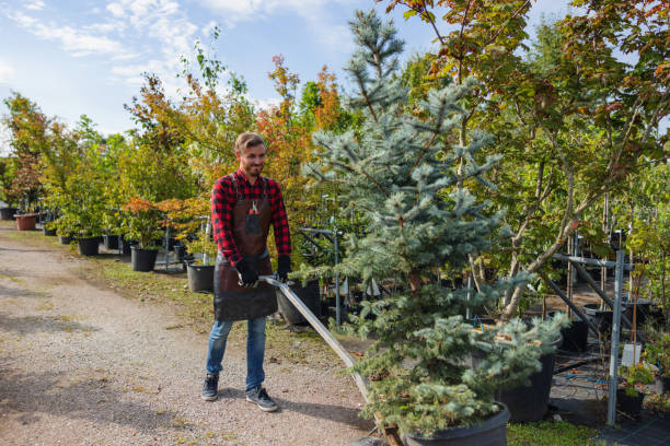 Minden, NV Tree Services Company