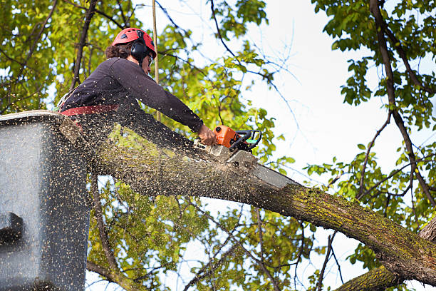 Best Tree Preservation Services  in Minden, NV